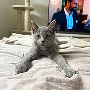 Charlie a rejoint le concours — aidez-le/la à gagner de superbes lots ! kitten, gray_cat, bed, blanket, cat_tree, indoor, pet, feline, stretching, curious, eyes, whiskers, fur, cozy, living_room, television, man_on_tv, soft_light, relaxed, home