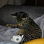 Whiskey is registered to the contest to win money with this photo: cat, tabby, pet, animal, toy, plush_mouse, blanket, cozy, indoor, feline, curious, resting, soft_texture, striped_fur, domestic, cute, companionship, relaxing, couch, playful