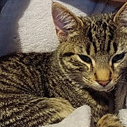 Whiskey is registered to the contest to win money with this photo: cat, tabby, pet, animal, feline, fur, whiskers, ears, nose, blanket, cozy, sleepy, resting, closeup, indoor, cute, soft, comfort, relaxed, domestic