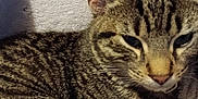 Whiskey is registered to the contest to win money with this photo: animal, blanket, cat, closeup, comfort, cozy, cute, domestic, ears, feline, fur, indoor, nose, pet, relaxed, resting, sleepy, soft, tabby, whiskers