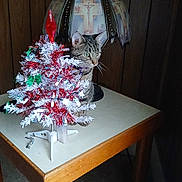 Whiskey joined the competition — help win amazing prizes! animal, cat, christmas_tree, cozy, curious, decorations, domestic_cat, feline, festive, furniture, holiday, home, indoor, lamp, pet, small_tree, tabby_cat, table, vintage_lamp, wood_paneling