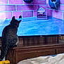 Whiskey joined the competition — help win amazing prizes! animal, animated_scene, birdhouse, blanket, brick_wall, cat, curious, ears, entertainment, floor, furniture, indoor, pet, room, screen, tabby, tail, television, watching, wooden_cabinet