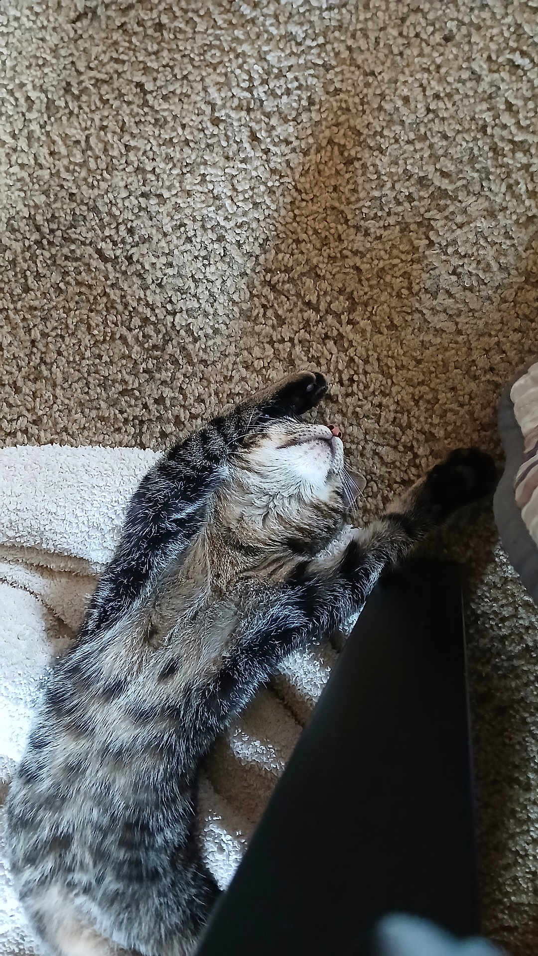 Whiskey