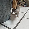 kitten, cat, pet, indoor, floor, tile, metal_bucket, curious, small, young, paw, feline, household, furniture, blurred_background, animal, domestic, cute, whiskers, playful
