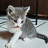 Akira participe au concours pour gagner de l'argent avec cette photo : kitten, cat, gray, white, paw, licking, indoor, floor, tile, furniture, young, pet, cute, small, animal, whiskers, tail, ears, fur, grooming