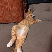 Simba joined the competition — help win amazing prizes! cat, ginger_cat, tabby, sleeping, relaxed, couch, pillow, orange_pillow, gray_couch, indoor, pet, feline, fur, whiskers, paw, tail, resting, cozy, home, nap
