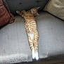 Simba is registered to the contest to win money with this photo: cat, ginger_cat, tabby, sleeping, couch, furniture, indoor, pet, relaxed, resting, cozy, white_paws, striped, fur, home, nap, animal, cute, comfortable, living_room