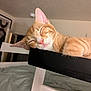 Simba is registered to the contest to win money with this photo: cat, orange_tabby, sleeping, nap, indoor, bedroom, furniture, white_chair, black_surface, close_up, whiskers, pink_nose, ears, fur, domestic_cat, resting, cozy, peaceful, home, pet