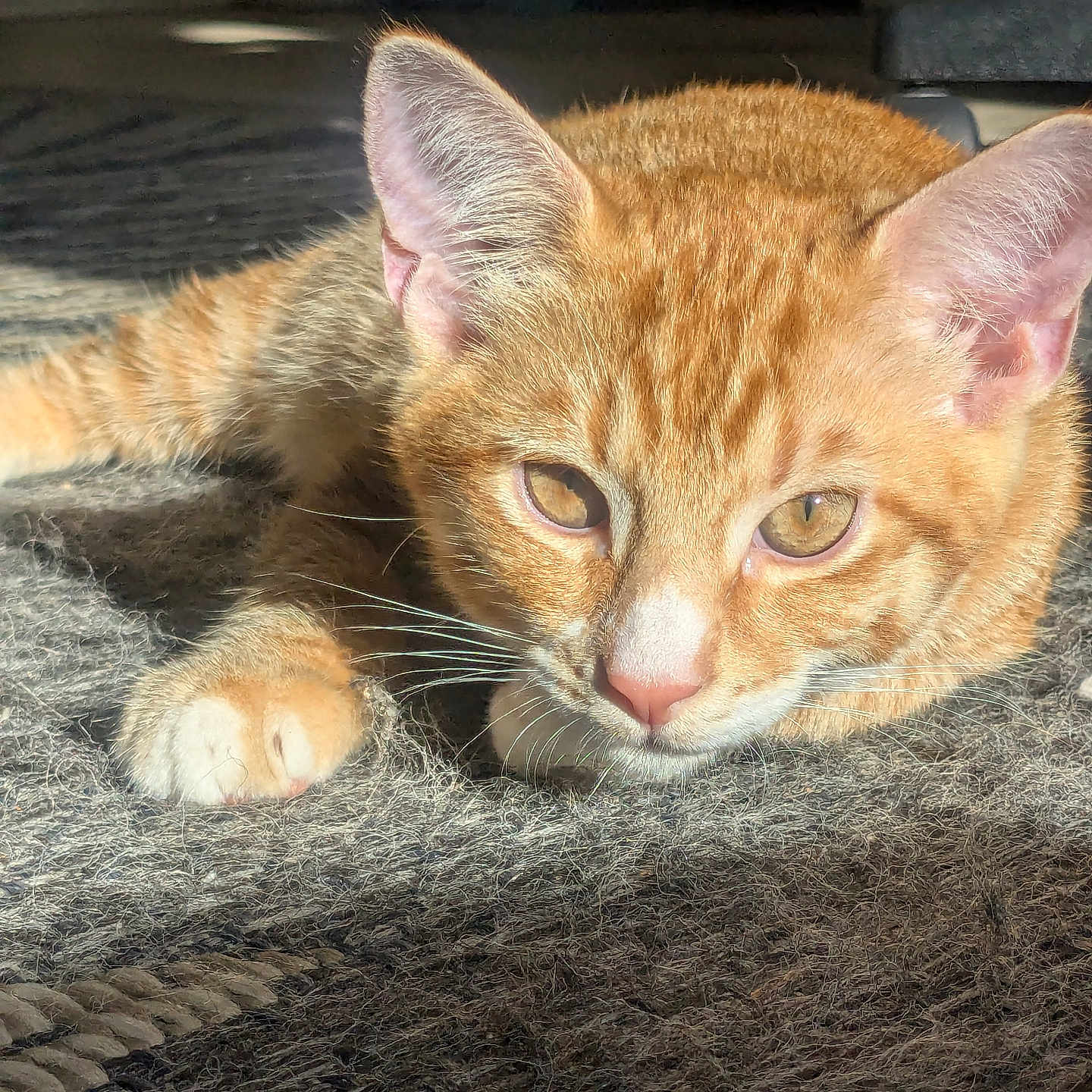 Simba joined the competition — help win amazing prizes! animal, carpet, cat, closeup, cute, domestic_animal, ears, feline, fur, indoor, mammal, orange_cat, pet, portrait, relaxing, resting, sunlight, tabby, whiskers, young_cat