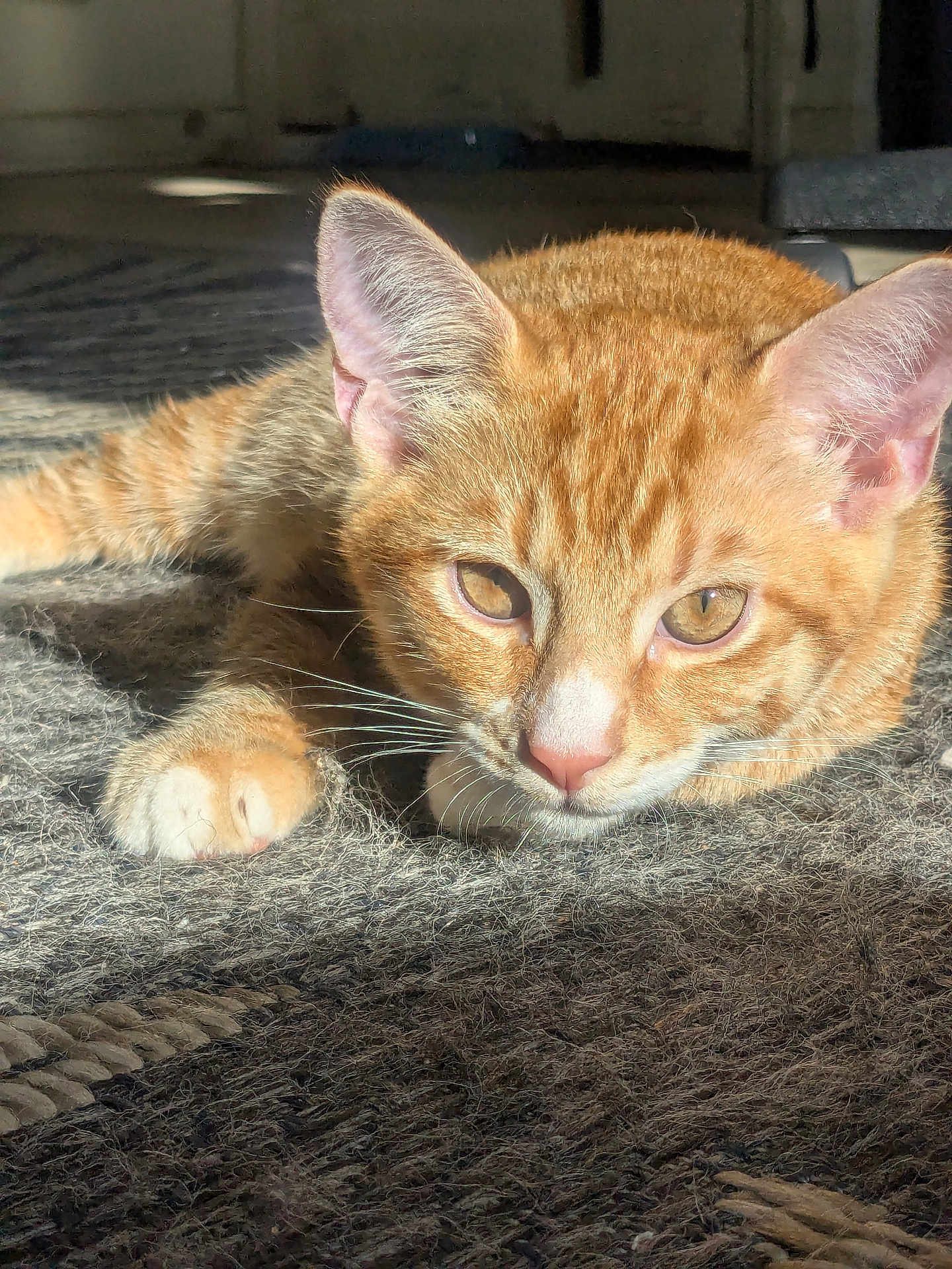 Simba joined the competition — help win amazing prizes! cat, tabby, orange_cat, pet, animal, feline, whiskers, ears, fur, sunlight, indoor, carpet, closeup, relaxing, cute, young_cat, mammal, domestic_animal, resting, portrait