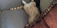 Simba joined the competition — help win amazing prizes! cat, orange_tabby, couch, pillow, indoor, relaxing, feline, fur, striped_tail, resting, home, cozy, upside_down, sleeping, pet, fabric, cushion, living_room, animal, sunlight