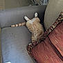cat, orange_tabby, couch, pillow, indoor, relaxing, feline, fur, striped_tail, resting, home, cozy, upside_down, sleeping, pet, fabric, cushion, living_room, animal, sunlight