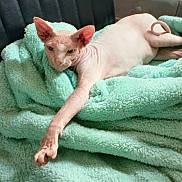 Alastor joined the competition — help win amazing prizes! sphynx_cat, hairless_cat, cat, pet, feline, blanket, mint_green, stretching, relaxed, indoor, cozy, soft_texture, paw, animal, cute, resting, furless, whiskers, ears, skin