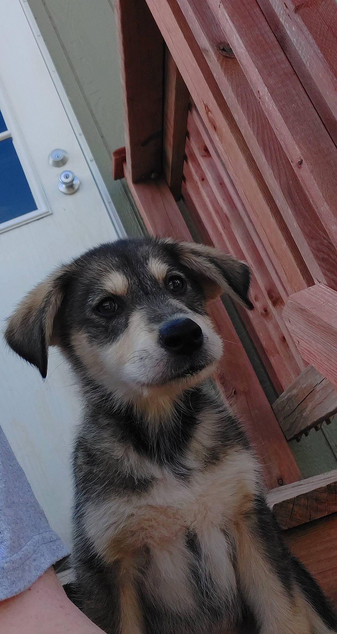 Olive joined the competition — help win amazing prizes! canidae, carnivore, companion_dog, dog, dog_breed, door, fawn, fur, hardwood, snout, sporting_group, terrestrial_animal, wall_plate, whiskers, wood, working_animal, working_dog