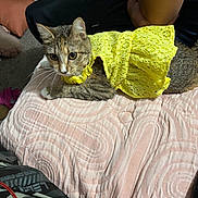 Princess is registered to the contest to win money with this photo: animal, arms, blanket, cat, closeup, clothing, curious, cute, domestic, furniture, home, indoor, person, pet, pink_blanket, relaxed, resting, tabby_cat, texture, yellow_dress