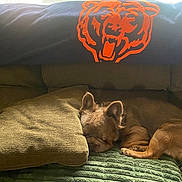 Allin is registered to the contest to win money with this photo: dog, puppy, sleeping, sleepy, curled_up, small_dog, brown_fur, animal, pet, couch, sofa, cushion, blanket, indoor, home, cozy, resting, relaxed, tiger_logo, portrait
