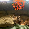 dog, puppy, sleeping, sleepy, curled_up, small_dog, brown_fur, animal, pet, couch, sofa, cushion, blanket, indoor, home, cozy, resting, relaxed, tiger_logo, portrait
