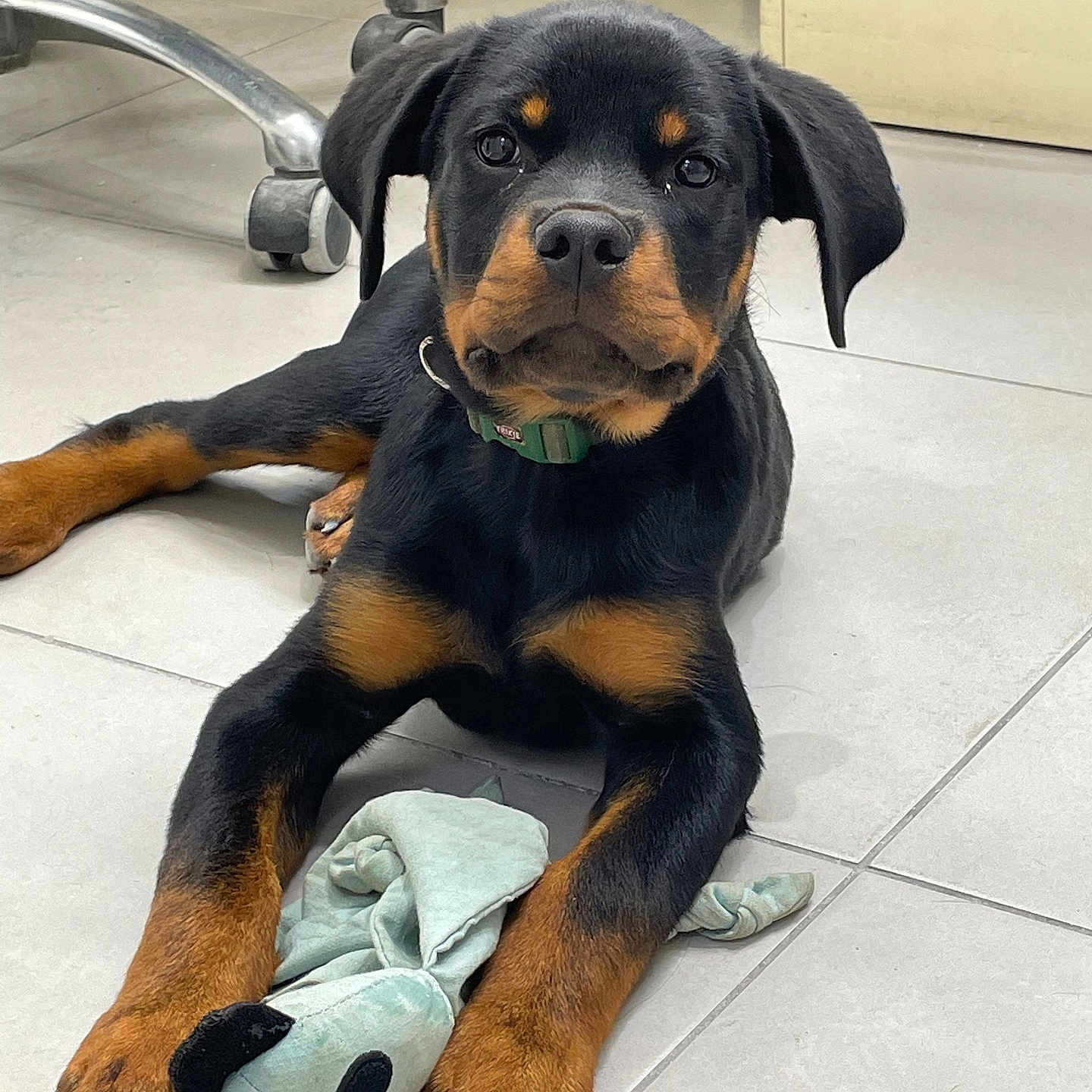 Gaspard participe au concours pour gagner de l'argent avec cette photo : animal, appenzeller, ball, boxer, bulldog, canine, dog, football, hound, labradorretriever, person, pet, policedog, puppy, sink, sinkfaucet, snout, soccer, soccerball, sport
