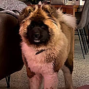 Alya participe au concours pour gagner de l'argent avec cette photo : animal, black, brown, canine, companion, cozy, curious, dog, domestic, floor, fluffy, furniture, household, indoor, living_room, pet, portrait, standing, table, white