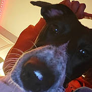 Athéna participe au concours pour gagner de l'argent avec cette photo : dog, close_up, black_and_white, nose, ears, person, hoodie, orange_clothing, indoor, warm_lighting, led_lights, playful, pet, animal, whiskers, face, portrait, casual, fun, cozy