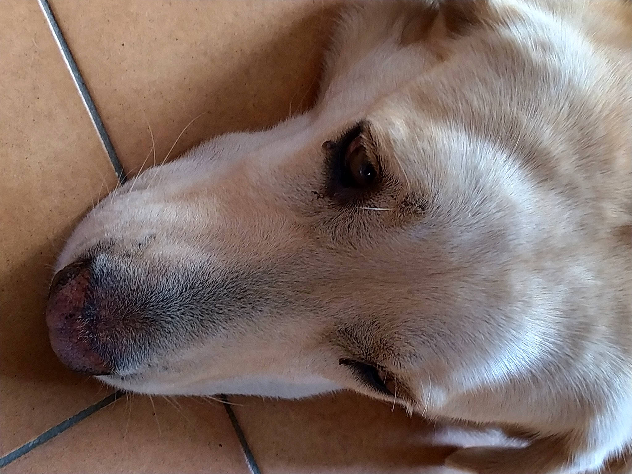 Ecko participe au concours pour gagner de l'argent avec cette photo : canidae, carnivore, collar, companion_dog, dog, dog_breed, ear, fawn, fur, non_sporting_group, snout, sporting_group, terrestrial_animal, whiskers, working_animal