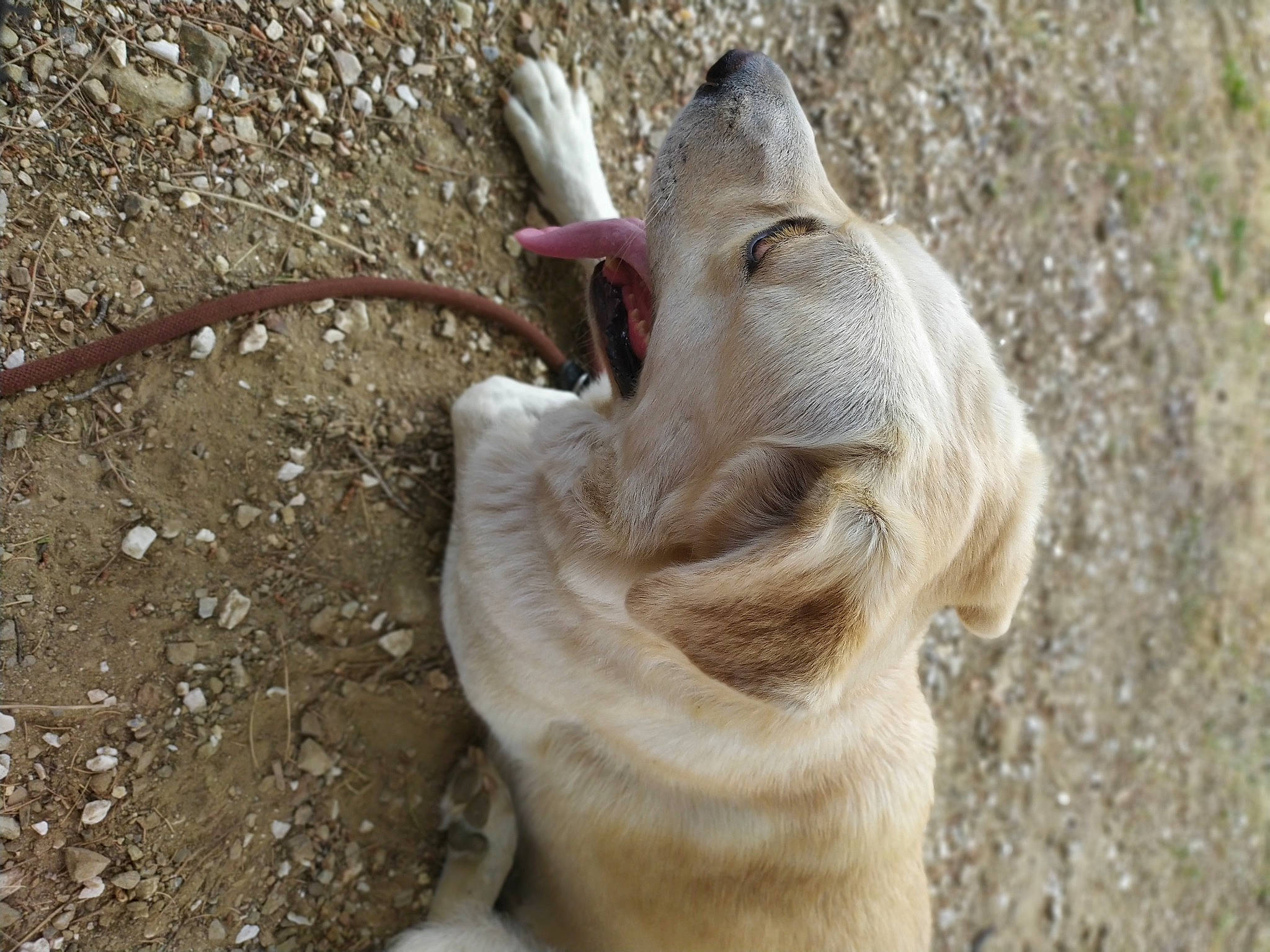 Ecko participe au concours pour gagner de l'argent avec cette photo : beak, canidae, carnivore, claw, companion_dog, dog, dog_breed, fawn, foot, gesture, jaw, pack_animal, paw, seabird, snout, sporting_group, tail, terrestrial_animal, wildlife, working_animal