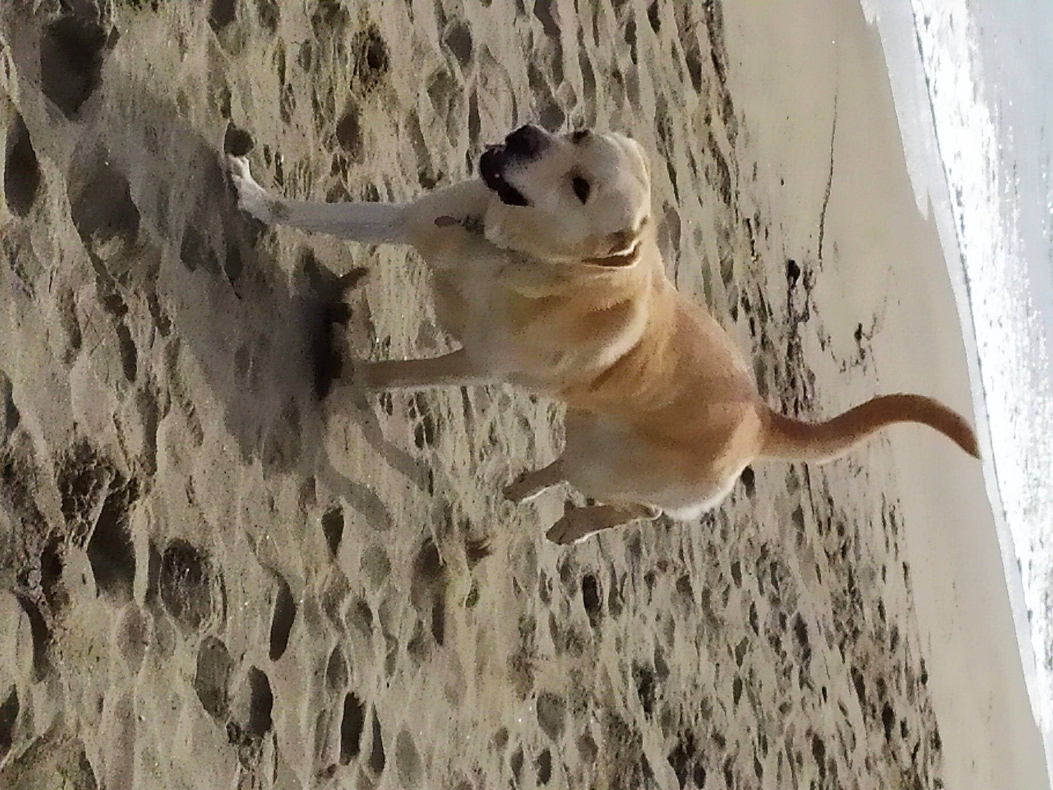 Ecko a rejoint le concours — aidez-le/la à gagner de superbes lots ! beach, canidae, carnivore, companion_dog, dog, dog_breed, fawn, fluid, liquid, paw, sand, seabird, shadow, snout, sporting_group, tail, terrestrial_animal, water, wildlife, wood