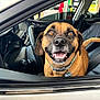Evi joined the competition — help win amazing prizes! dog, car, vehicle_interior, leather_seat, dog_collar, pet, brown_dog, happy_dog, open_mouth, looking_up, seatbelt, window, dashboard, steering_wheel, gas_station, outdoor, daylight, reflection, closeup, animal