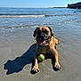 Evi joined the competition — help win amazing prizes! dog, tennis_ball, beach, sand, ocean, water, waves, sunny, daytime, outdoor, pet, playful, canine, animal, collar, shadow, relaxed, tongue_out, sky, bridge