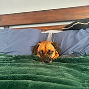 Evi joined the competition — help win amazing prizes! dog, bed, blanket, pillow, wooden_headboard, remote_control, indoor, cozy, resting, brown_dog, pet, furry, animal, comfort, relaxation, looking, fur, ears, face, sleepy