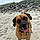 Evi