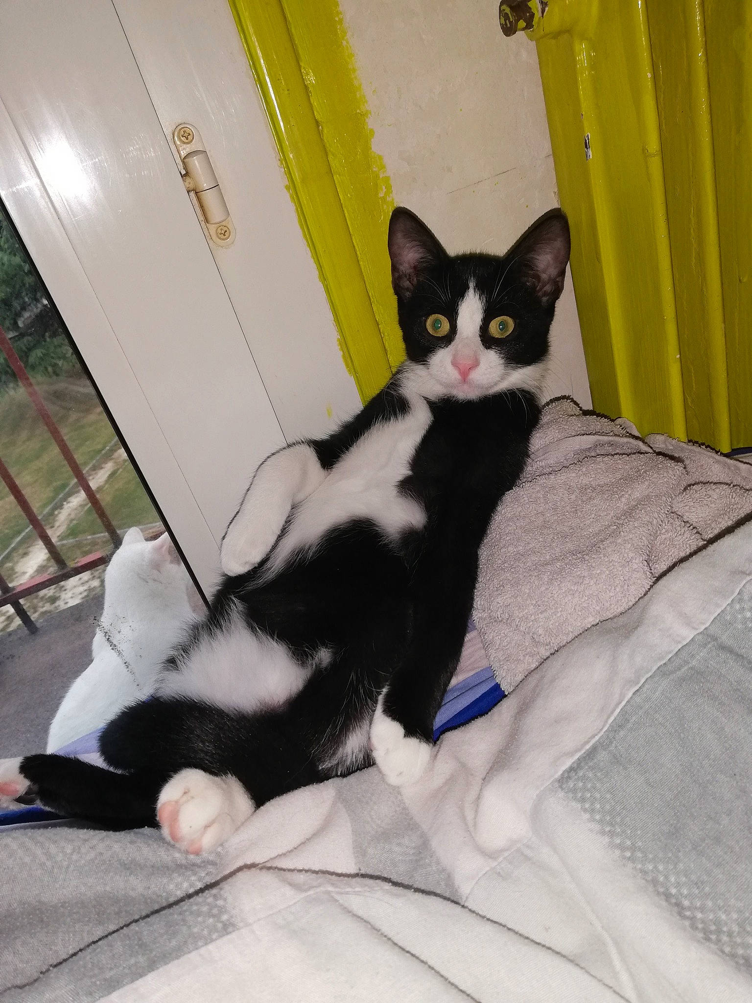 Chippy a rejoint le concours — aidez-le/la à gagner de superbes lots ! black, black_and_white, black_cat, carnivore, cat, domestic_short_haired_cat, ear, european_shorthair, eye, felidae, formal_wear, fur, kitten, leg, paw, polydactyl_cat, skin, small_to_medium_sized_cats, tail, whiskers