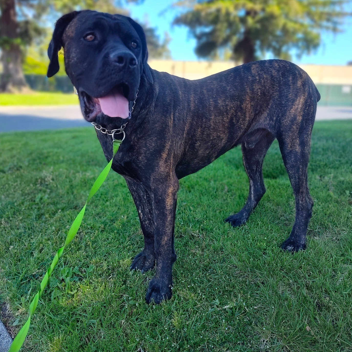 Toma is registered to the contest to win money with this photo: accessories, animal, boxer, bulldog, canine, dog, field, grass, greatdane, hound, labradorretriever, lawn, leash, pet, pitbull, plant, pointer, puppy, strap, tree