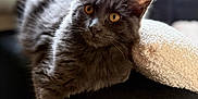 Aïko participe au concours pour gagner de l'argent avec cette photo : cat, gray_cat, pet, animal, feline, amber_eyes, fluffy, paw, resting, lounging, indoor, cozy, pillow, soft_light, blurred_background, fur, close_up, relaxed, home, cute
