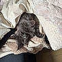 Aïko a rejoint le concours — aidez-le/la à gagner de superbes lots ! cat, gray_cat, blanket, soft_texture, cozy, indoor, pet, fur, relaxing, resting, home, comfort, pile, fabric, sleepy, animal, cute, warm, laying, curious