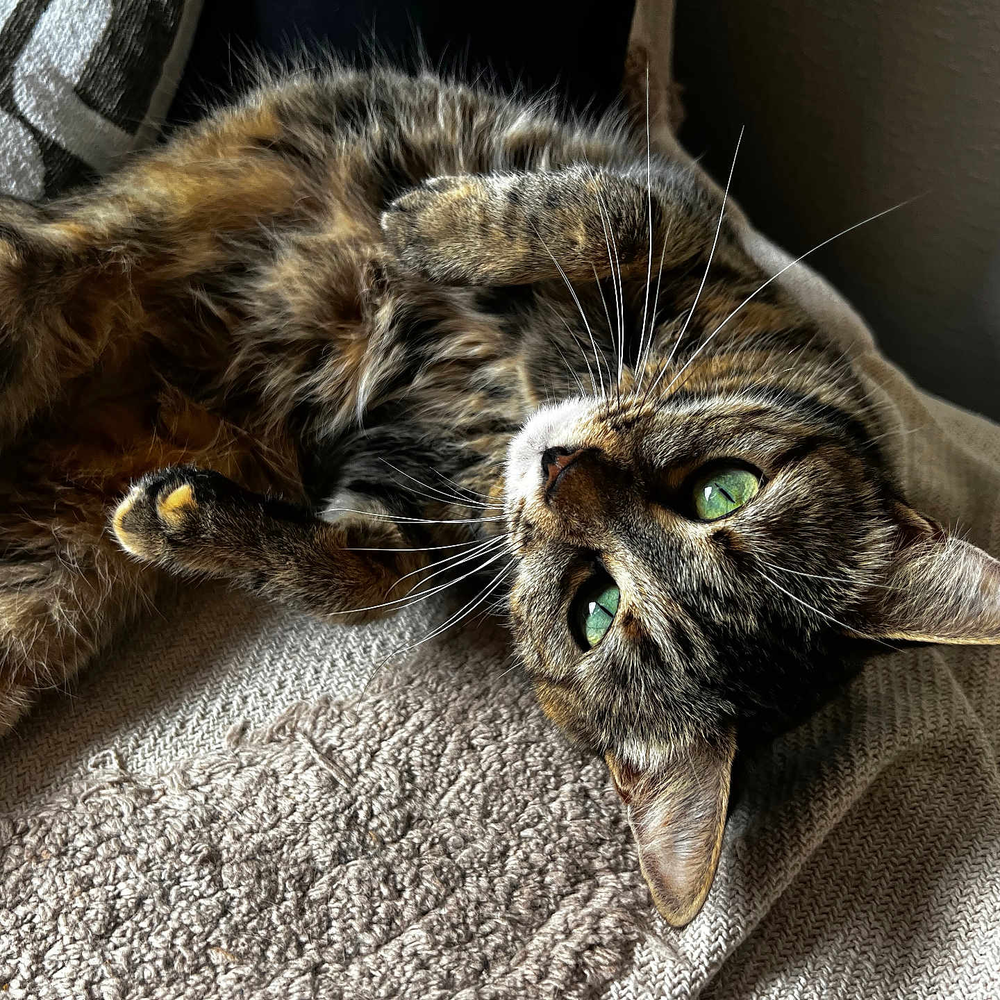 Myhawk a rejoint le concours — aidez-le/la à gagner de superbes lots ! animal, blanket, cat, closeup, cozy, cute, feline, fur, green_eyes, home, indoor, paws, pet, portrait, relaxed, resting, sleepy, tabby, texture, whiskers