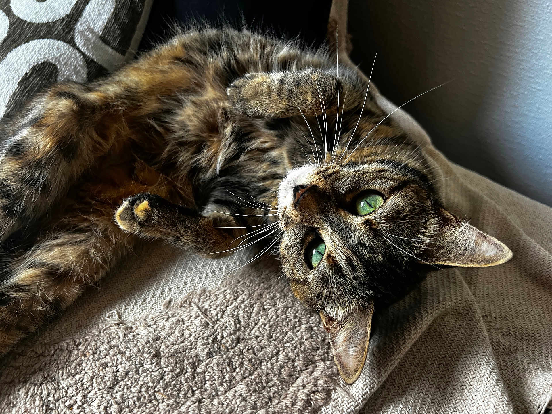 Myhawk a rejoint le concours — aidez-le/la à gagner de superbes lots ! cat, tabby, feline, pet, animal, green_eyes, whiskers, fur, paws, relaxed, cozy, blanket, texture, indoor, resting, cute, closeup, portrait, sleepy, home