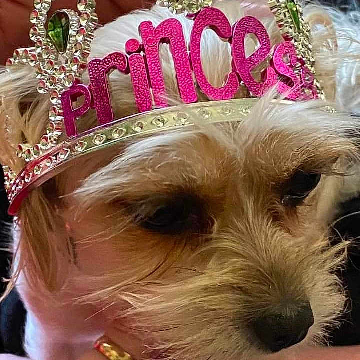 Littleman joined the competition — help win amazing prizes! carnivore, companion_dog, crown, dog, dog_breed, event, eyewear, fashion_accessory, fawn, happy, hat, headgear, headpiece, jewellery, pink, sporting_group, terrier, tiara, toy_dog, working_animal