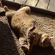 Pixel joined the competition — help win amazing prizes! cat, tabby, carpet, sunlight, indoor, relaxed, pet, feline, wooden_deck, glass_door, shadow, fur, whiskers, domestic_animal, lying_down, paw, cozy, resting, home, warm_light