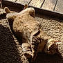cat, tabby, carpet, sunlight, indoor, relaxed, pet, feline, wooden_deck, glass_door, shadow, fur, whiskers, domestic_animal, lying_down, paw, cozy, resting, home, warm_light
