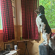 Luna Louise is registered to the contest to win money with this photo: dog, indoor, couch, window, curtains, wooden_wall, table, can, living_room, pet, black_and_white, standing, furniture, cozy, home, decor, looking_out, checkered_pattern, floor, relaxed