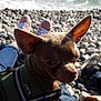 Orson participe au concours pour gagner de l'argent avec cette photo : australian_kelpie, canidae, carnivore, chihuahua, dog, dog_breed, mammal, photo_caption, prazsky_krysarik, snout, toy_dog, vertebrate