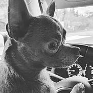 Orson participe au concours pour gagner de l'argent avec cette photo : dog, chihuahua, close_up, black_and_white, car_interior, steering_wheel, pet, animal, small_dog, paw, ears, profile_view, window, dashboard, focused, cute, companion, pet_in_car, portrait, side_view