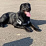 dog, black_dog, tongue_out, harness, asphalt, outdoor, sunny, grass, greenery, pet, canine, happy, lying_down, animal, nature, daylight, shadow, playful, closeup, muzzle