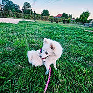 Tayah participe au concours pour gagner de l'argent avec cette photo : dog, white_dog, blue_eyes, grass, leash, park, outdoor, playground, trees, sky, clouds, pet, canine, nature, greenery, animal, summer, daytime, happy, sitting