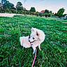 dog, white_dog, blue_eyes, grass, leash, park, outdoor, playground, trees, sky, clouds, pet, canine, nature, greenery, animal, summer, daytime, happy, sitting