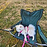 dog, white_dog, camping_chair, outdoor, grass, tent, leash, harness, pet, sunlight, nature, relaxed, animal, summer, daylight, canine, recreation, field, vacation, resting
