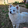 dog, white_dog, blue_eyes, fluffy, outdoor, garden, path, plants, fence, sunlight, curious, pet, animal, standing, ears_up, canine, nature, daylight, domestic_animal, portrait