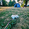 dog, white_dog, grass, tent, tree, leaves, outdoor, camping, sunlight, playful, pet, nature, branch, leash, bench, blue_tent, summer, park, animal, daytime