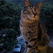 Urio a rejoint le concours — aidez-le/la à gagner de superbes lots ! cat, tabby, animal, pet, outdoor, twilight, balcony, railing, nature, trees, mountains, car, evening, curious, whiskers, fur, eyes, portrait, sitting, wildlife